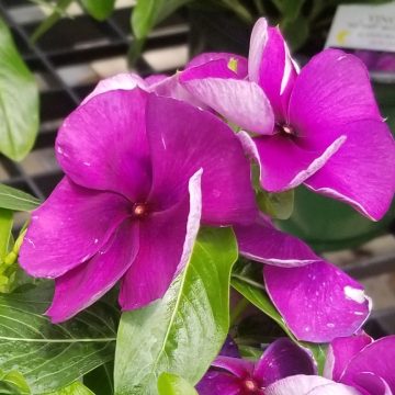 Vinca Tattoo™ Blueberry - 4 pak