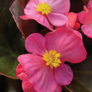 Begonia Bada Boom® Rose- 4 pak