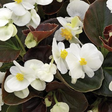 Begonia Bada Boom® White - 4 pak