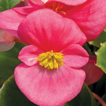 Begonia Bada Bing® Rose- 4 pak