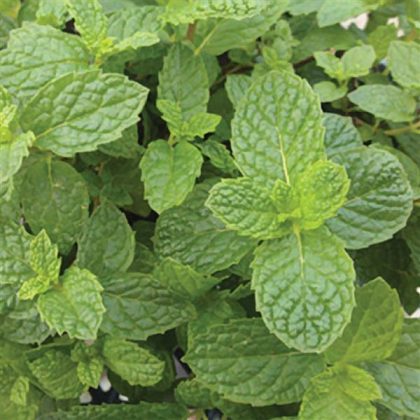 Mint ‘Mojito’ , spearmint -3½” pot