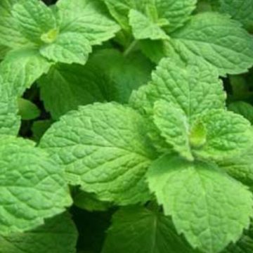 Mint 'Apple' - 3½" pot