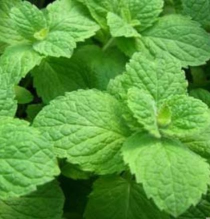 product-97848-1759487494-MNTAPP815-35WP