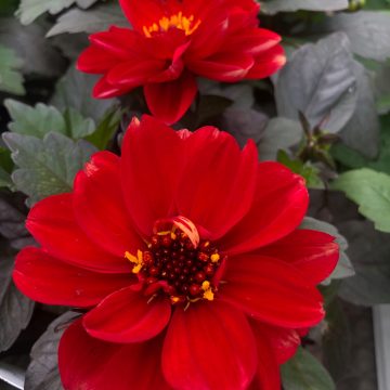 Dahlia City Lights™ Red - 6" pot