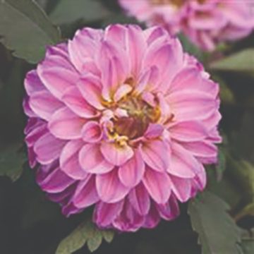 Dahlia City Lights™ Lavender Pink - 6" pot