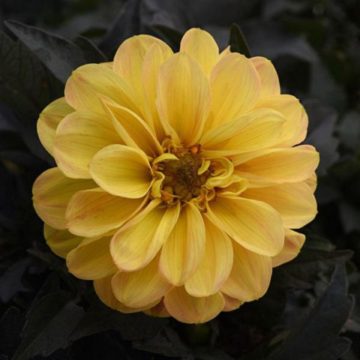 Dahlia City Lights™ Golden Yellow - 6" pot