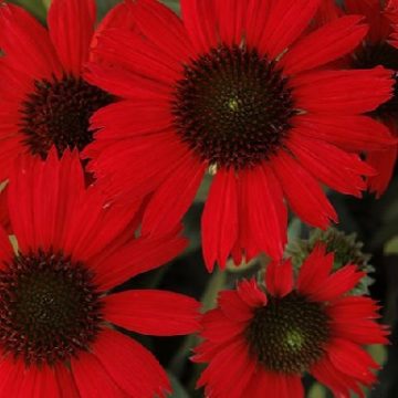 ECHINACEA 'KISMET® RED', SIZE #1