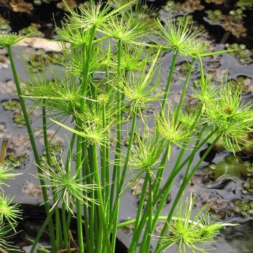 Cyperus 'Little Prince' Grass - 4 1/3" pot