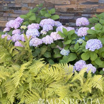 DRYOPTERIS 'BRILLANCE', SIZE #1