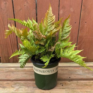 Dryopteris erythrosora ‘Brilliance’, Size #1
