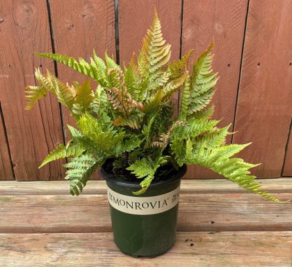 Dryopteris erythrosora ‘Brilliance’, Size #1