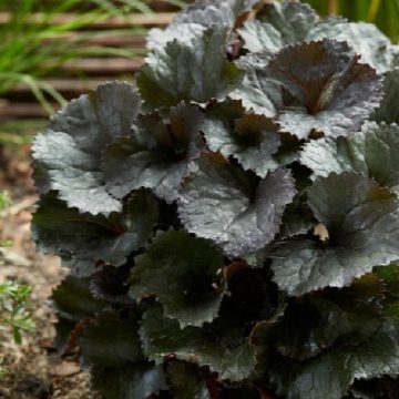 LIGULARIA 'PANDORA', SIZE #1