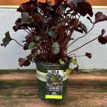 Ligularia 'Pandora', Size #1