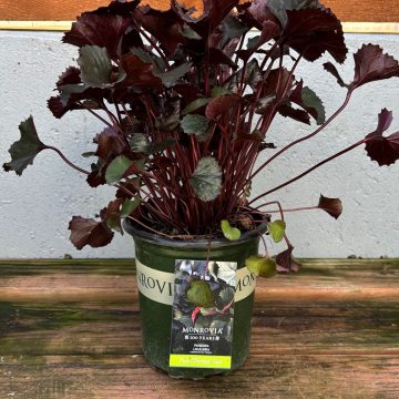 Ligularia 'Pandora', Size #1