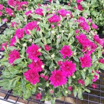 Fall Mum, Purple/ Pink- 9" Pot