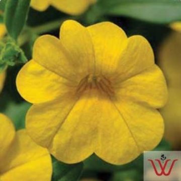 Calibrachoa Cabaret® Yellow- 4 1/3" pot
