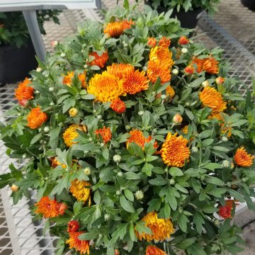 Fall Mum, Orange/ Bronze- 9" Pot