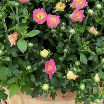 FALL MUM BUSHEL BASKET - ASSORTED COLORS