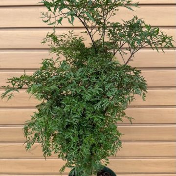 Polyscias fruticosa- 6"