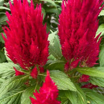 Celosia 'Fresh Look Red' - 6"