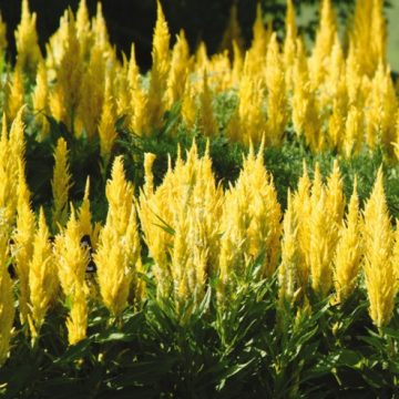 Celosia 'Fresh Look Gold' - 6"