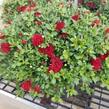 Fall Mum, Red/ Burgundy- 9" Pot