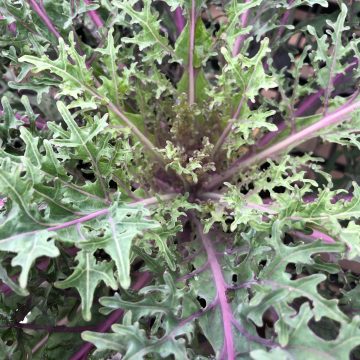 Ornamental Kale 'Peacock Red' - 6"