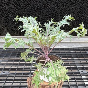Ornamental Kale 'Peacock Red' - 6" Pot