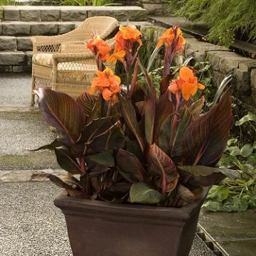 Canna 'Tropicanna®', Size #1