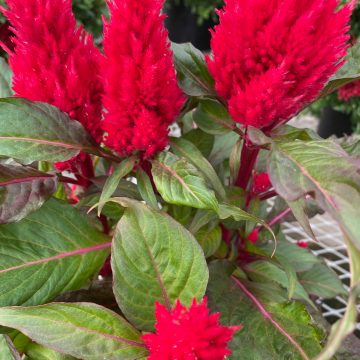 Celosia 'Smart Look Red' - 6"
