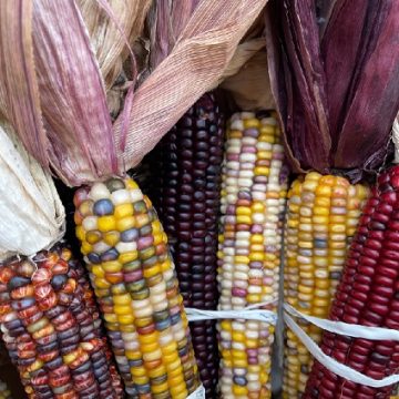 ORNAMENTAL CORN BUNCH