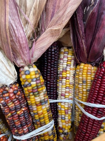 ORNAMENTAL CORN BUNCH