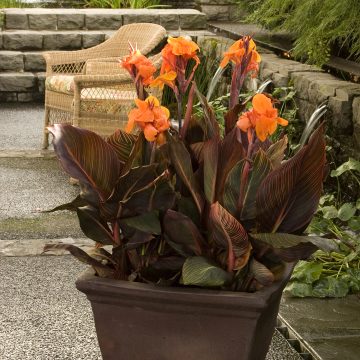 CANNA TROPICANNA®, SIZE #2