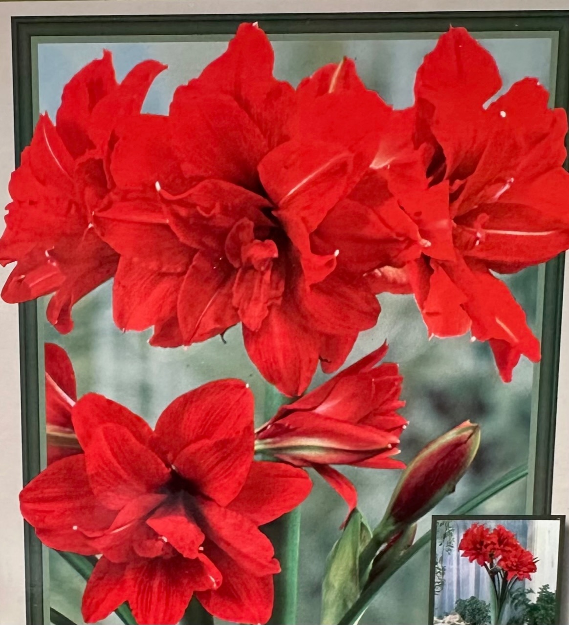 product-98103-1759495206-NB1231107688