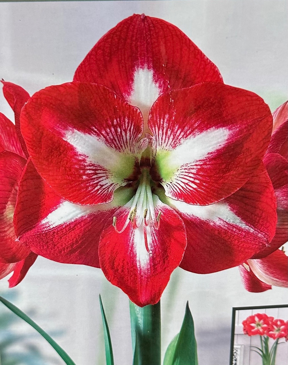 product-98121-1759495232-NB1232113688