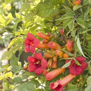 BALBOA SUNSET® TRUMPET VINE, SIZE #1