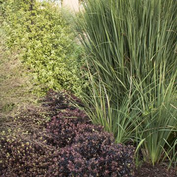 PANICUM 'NORTHWIND', SIZE #1