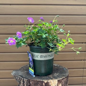 GERANIUM 'ROZANNE', SIZE #1