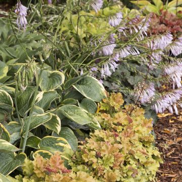 HOSTA 'OLIVE BAILEY LANGDON', SIZE #2